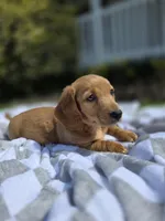 Hero, a male Miniature Dachshund for sale in Smyrna, DE – Photo 4 of 6