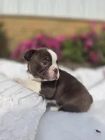 Brownie, a male Boston Terrier for sale in Nottingham, PA – Photo 6 of 7