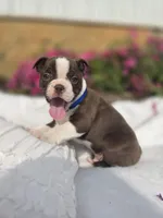 Brownie, a male Boston Terrier for sale in Nottingham, PA – Photo 4 of 7