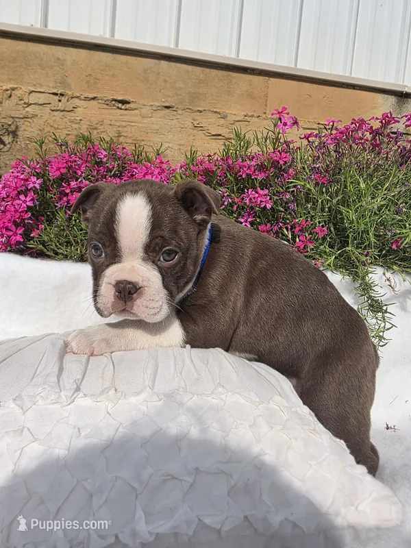 Brownie – Boston Terrier puppy for sale in Nottingham, PA