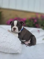 Brownie, a male Boston Terrier for sale in Nottingham, PA – Photo 3 of 7