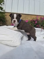 Brownie, a male Boston Terrier for sale in Nottingham, PA – Photo 2 of 7
