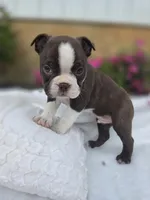 Brownie, a male Boston Terrier for sale in Nottingham, PA – Photo 7 of 7