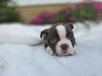 Brownie, a male Boston Terrier for sale in Nottingham, PA – Photo 5 of 7