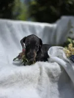 Russel, a female Dachshund for sale in Nottingham, PA – 3 of 5