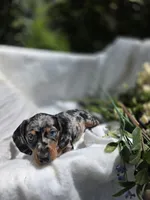 Violet , a female Dachshund for sale in Nottingham, PA – Photo 3 of 5