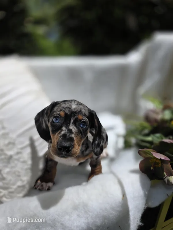 Violet , a female Dachshund for sale in Nottingham, PA – Photo 1 of 5