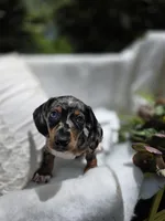 Violet , a female Dachshund for sale in Nottingham, PA – Photo 1 of 5