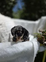 Violet , a female Dachshund for sale in Nottingham, PA – Photo 4 of 5
