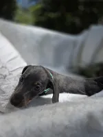 Russel, a female Dachshund for sale in Nottingham, PA – 5 of 5