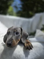 Russel, a female Dachshund for sale in Nottingham, PA – 4 of 5