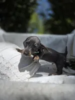 Russel, a female Dachshund for sale in Nottingham, PA – 2 of 5