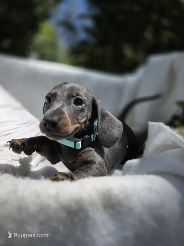 Russel – Dachshund puppy for sale in Nottingham, PA