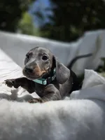 Russel, a female Dachshund for sale in Nottingham, PA – 1 of 5