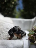 Violet , a female Dachshund for sale in Nottingham, PA – Photo 5 of 5