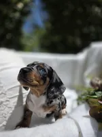 Violet , a female Dachshund for sale in Nottingham, PA – Photo 2 of 5