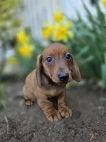 Captain, a male Miniature Dachshund for sale in Smyrna, DE – Photo 5 of 5