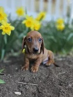 Captain, a male Miniature Dachshund for sale in Smyrna, DE – Photo 4 of 5