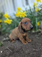 Captain, a male Miniature Dachshund for sale in Smyrna, DE – Photo 3 of 5