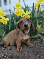 Captain, a male Miniature Dachshund for sale in Smyrna, DE – Photo 2 of 5