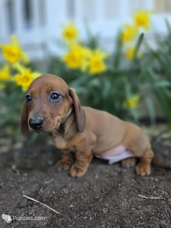 Captain – Miniature Dachshund puppy for sale in Smyrna, DE