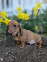 Captain, a male Miniature Dachshund for sale in Smyrna, DE – Photo 1 of 5