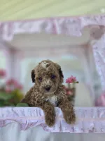 Teddy, a male Poodle - Toy  for sale in Nottingham, PA – Photo 1 of 4