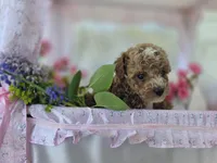 Teddy, a male Poodle - Toy  for sale in Nottingham, PA – Photo 3 of 4