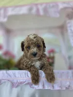 Teddy, a male Poodle - Toy  for sale in Nottingham, PA – Photo 2 of 4