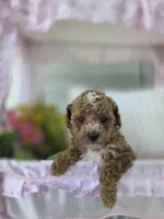 Teddy, a male Poodle - Toy  for sale in Nottingham, PA – Photo 4 of 4