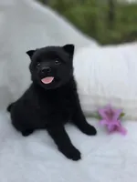 Taylor, a male Schipperke for sale in Nottingham, PA – Photo 6 of 8