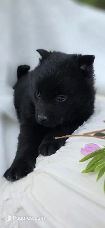 Taylor – Schipperke puppy for sale in Nottingham, PA