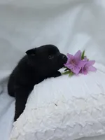 Taylor, a male Schipperke for sale in Nottingham, PA – Photo 7 of 8