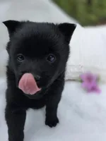 Taylor, a male Schipperke for sale in Nottingham, PA – Photo 8 of 8