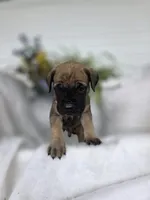 Max, a male English Mastiff for sale in Nottingham, PA – 3 of 4