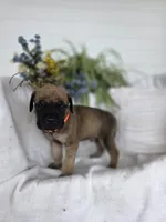 Max, a male English Mastiff for sale in Nottingham, PA – 4 of 4