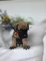 Max, a male English Mastiff for sale in Nottingham, PA – 2 of 4