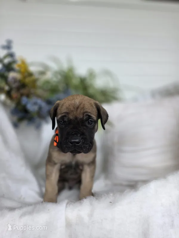 Max – English Mastiff puppy for sale in Nottingham, PA