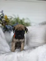 Max, a male English Mastiff for sale in Nottingham, PA – 1 of 4