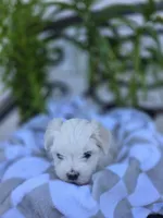 Lilith, a female Maltese for sale in Nottingham, PA – Photo 2 of 4