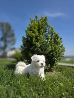 Lilith, a female Maltese for sale in Nottingham, PA – Photo 4 of 4