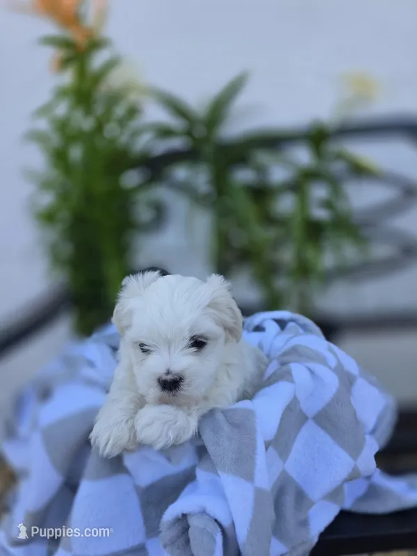 Lilith – Maltese puppy for sale in Nottingham, PA