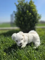 Lilith, a female Maltese for sale in Nottingham, PA – Photo 3 of 4