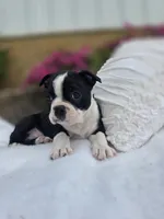 Checkers , a male Boston Terrier for sale in Nottingham, PA – Photo 2 of 3