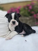 Checkers , a male Boston Terrier for sale in Nottingham, PA – Photo 3 of 3