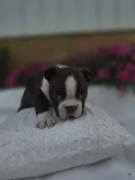 Snickers, a  Boston Terrier for sale in Nottingham, PA – 4 of 5