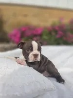 Snickers, a  Boston Terrier for sale in Nottingham, PA – 5 of 5