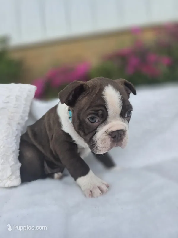 Snickers – Boston Terrier puppy for sale in Nottingham, PA