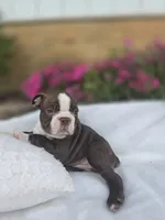 Snickers, a  Boston Terrier for sale in Nottingham, PA – 2 of 5