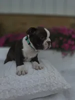 Snickers, a  Boston Terrier for sale in Nottingham, PA – 3 of 5